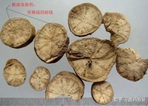 如何鉴别真假防己