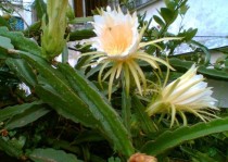 BWH,霸王花