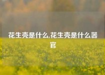 花生壳是什么,花生壳是什么器官