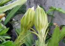 霸王花和其他花卉相比有哪些独特之处