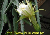 霸王花和其他花卉相比有哪些独特之处