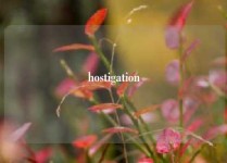 hostigation