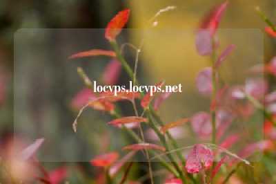 locvps,locvps.net
