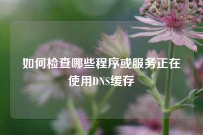 如何检查哪些程序或服务正在使用DNS缓存
